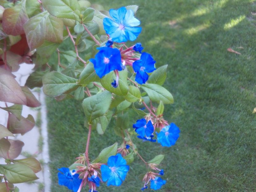 Ceratostigma plumbaginoides - 2025