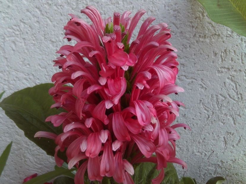 Justicia carnea - 2025