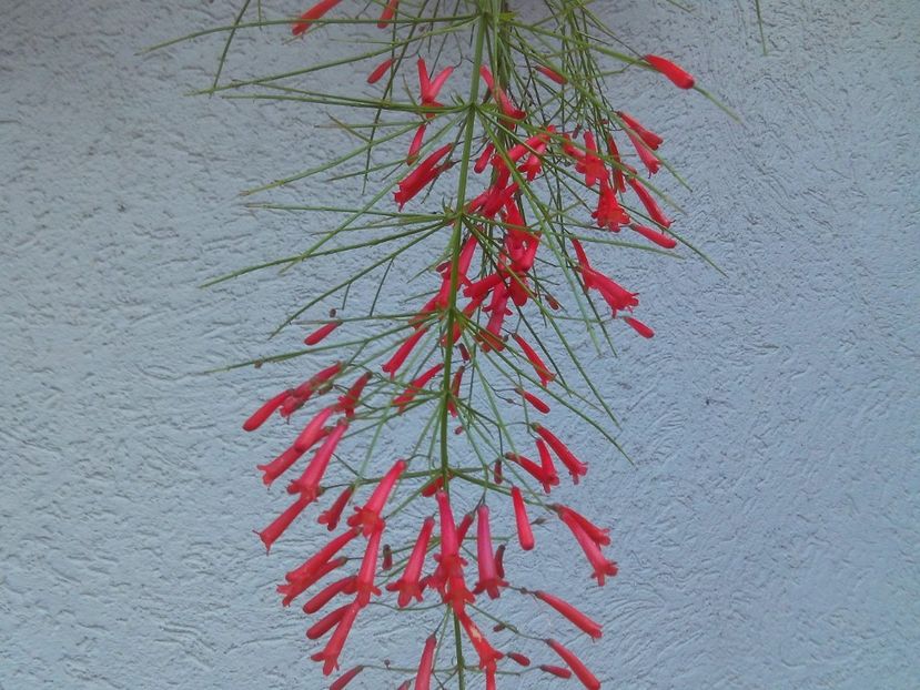 Rusellia equisetiformis - 2025