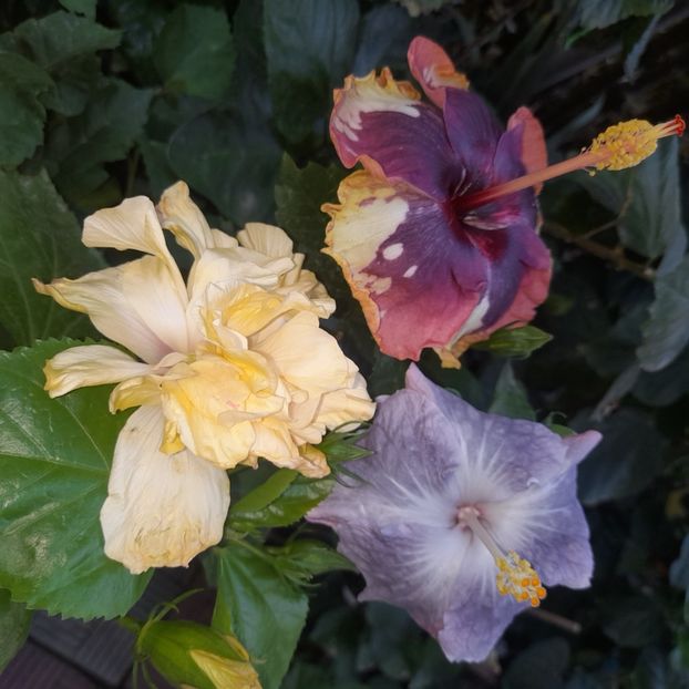 16.08.2025 - HIBISCUSI 2025-3