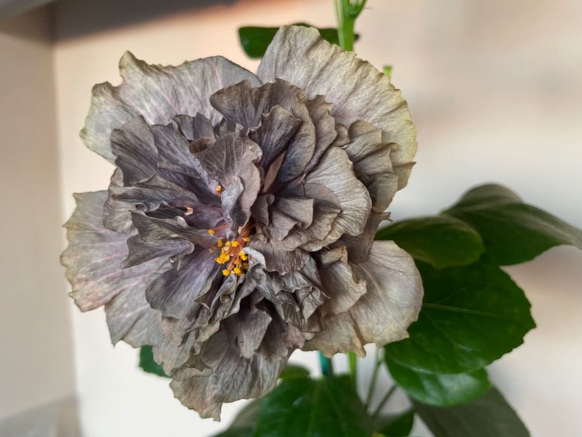  - DPs Black Treasure