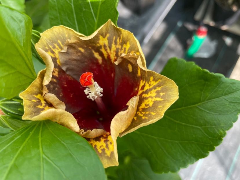  - MMT Pamant romanesc