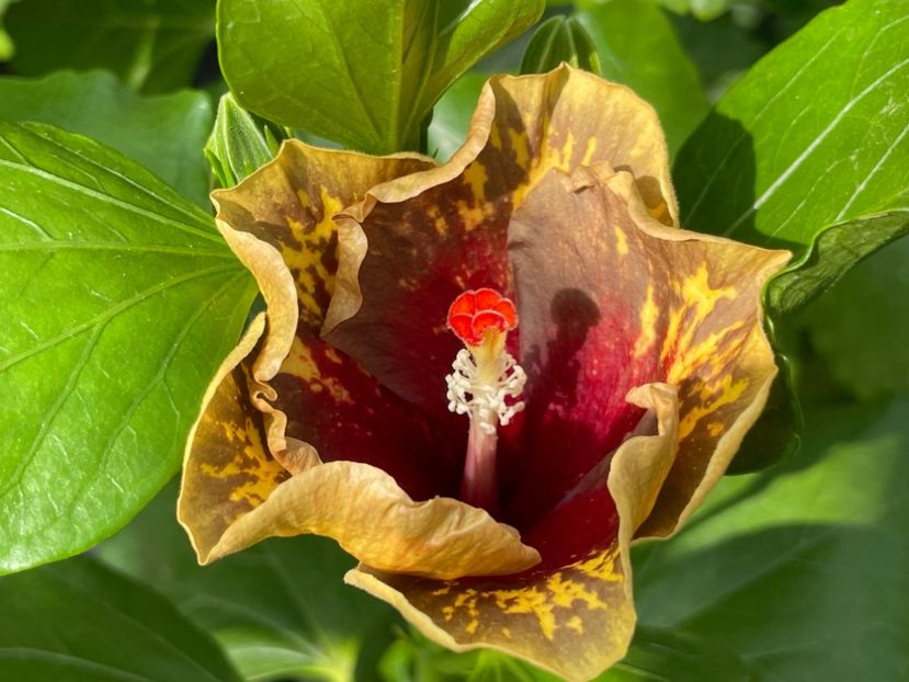  - MMT Pamant romanesc