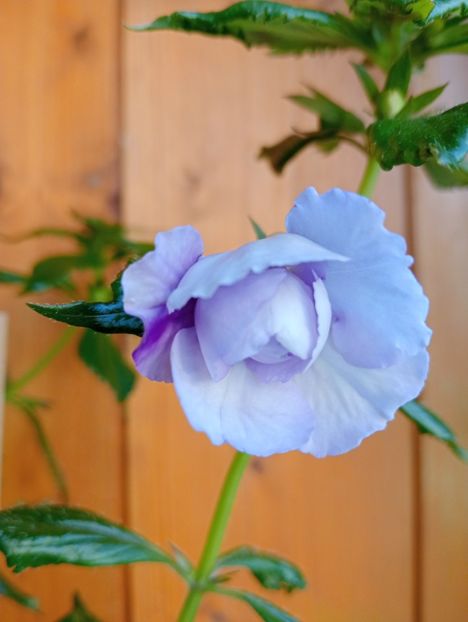 Made in Heaven - - - - 2025