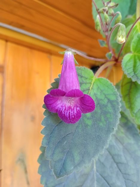 2025 - Smithicodonia Heartland s Joy