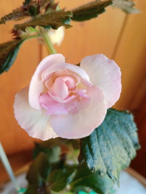 BriDs Eva Hornung - - - - 2025