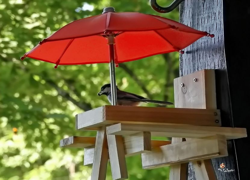 Chickadee 2 - C - BIRDS - Pasari