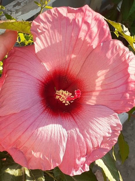  - HIBISCUS MOSCHETUOS