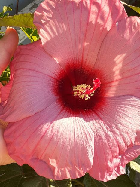  - HIBISCUS MOSCHETUOS