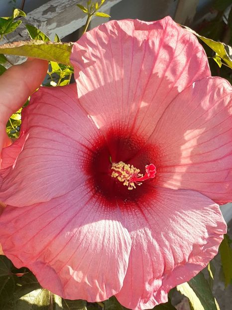  - HIBISCUS MOSCHETUOS