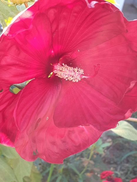  - HIBISCUS MOSCHETUOS