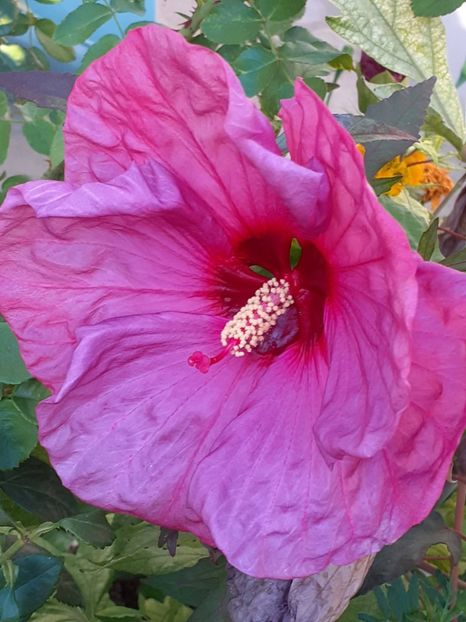  - HIBISCUS MOSCHETUOS
