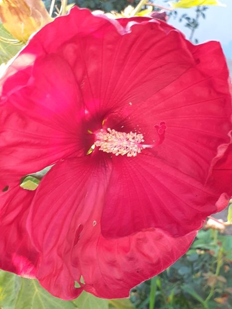  - HIBISCUS MOSCHETUOS