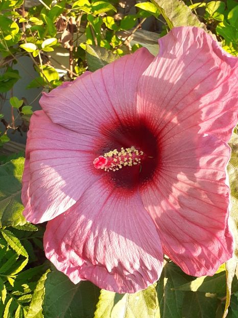 20250816_071106(0) - HIBISCUS MOSCHETUOS