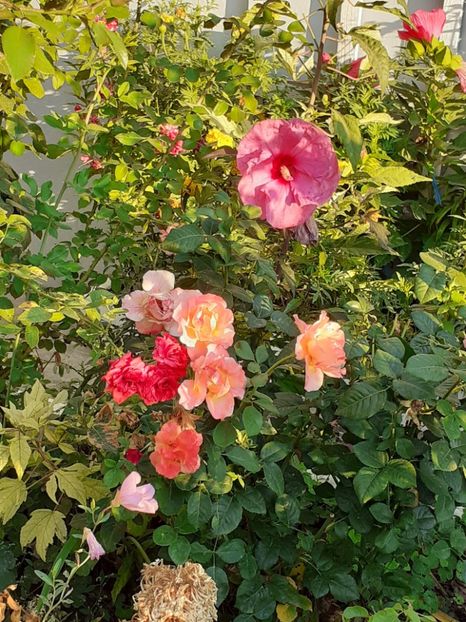  - 05 - TRANDAFIRII MEI ACHIZIȚIONAȚI IN DECURSUL ANILOR