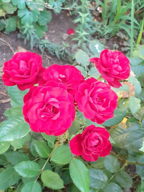  - 05 - TRANDAFIRII MEI ACHIZIȚIONAȚI IN DECURSUL ANILOR