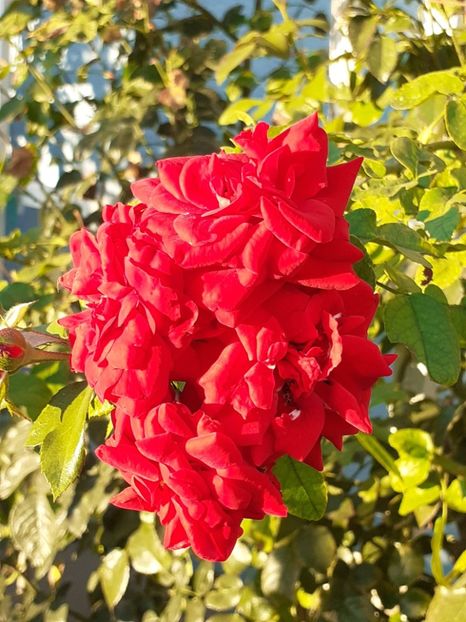  - 05 - TRANDAFIRII MEI ACHIZIȚIONAȚI IN DECURSUL ANILOR