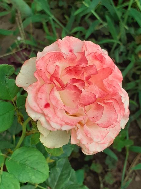  - 05 - TRANDAFIRII MEI ACHIZIȚIONAȚI IN DECURSUL ANILOR