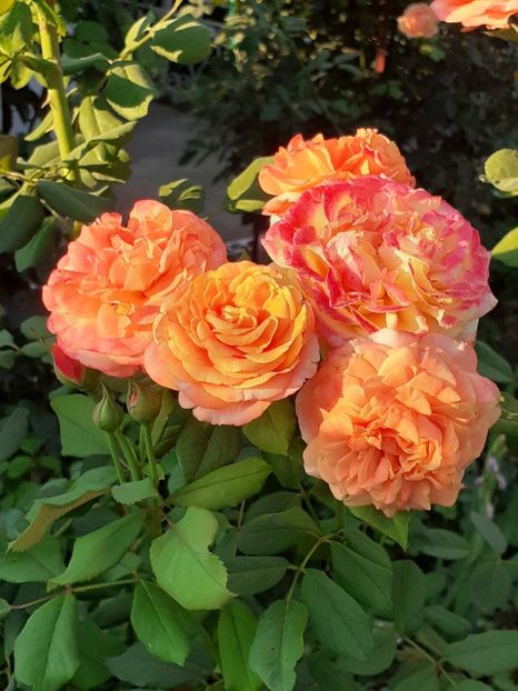  - 05 - TRANDAFIRII MEI ACHIZIȚIONAȚI IN DECURSUL ANILOR