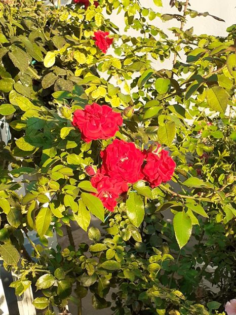  - 05 - TRANDAFIRII MEI ACHIZIȚIONAȚI IN DECURSUL ANILOR