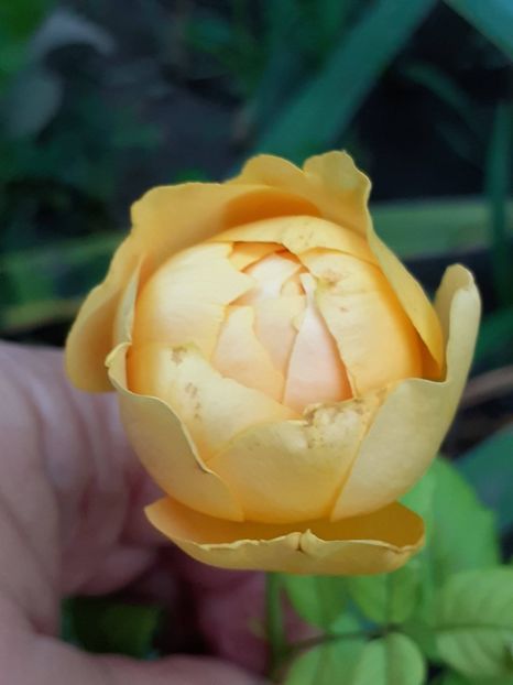  - 05 - TRANDAFIRII MEI ACHIZIȚIONAȚI IN DECURSUL ANILOR