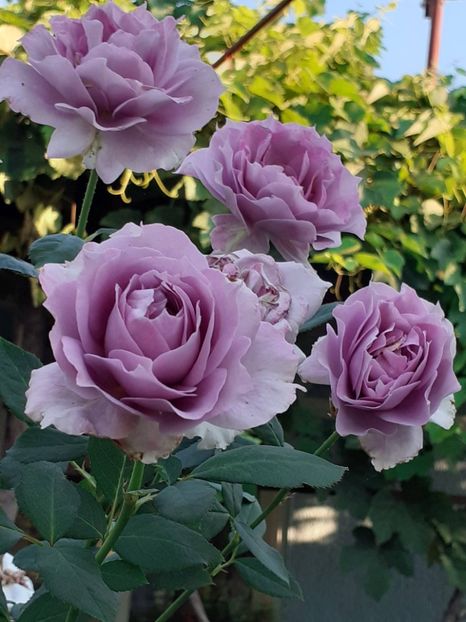  - 05 - TRANDAFIRII MEI ACHIZIȚIONAȚI IN DECURSUL ANILOR