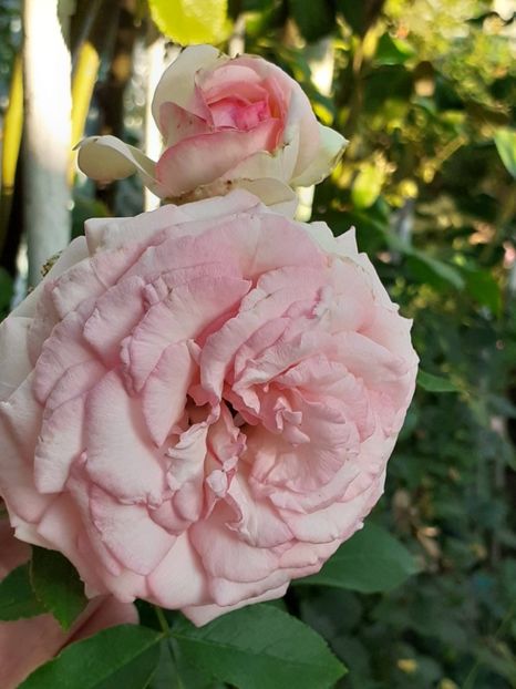  - 05 - TRANDAFIRII MEI ACHIZIȚIONAȚI IN DECURSUL ANILOR