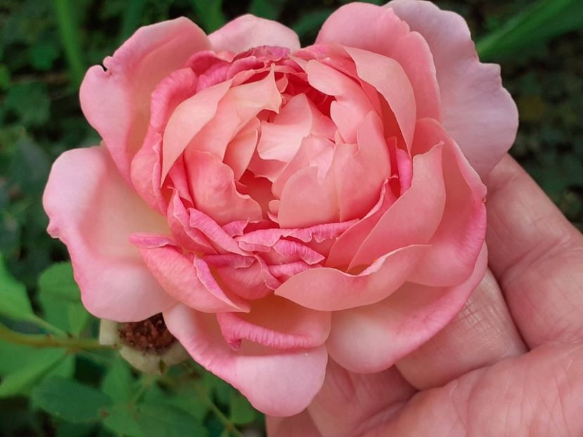  - 05 - TRANDAFIRII MEI ACHIZIȚIONAȚI IN DECURSUL ANILOR