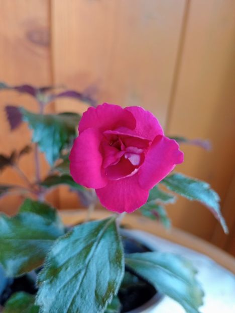 RFs Berry Sweet - - - - 2025