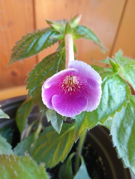 2025 - Charles Martel