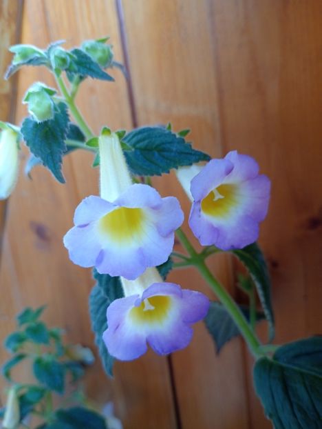  - BriDs Estrella de Oro