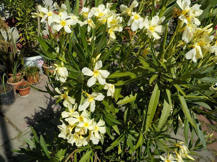  - maria gambeta nr 25