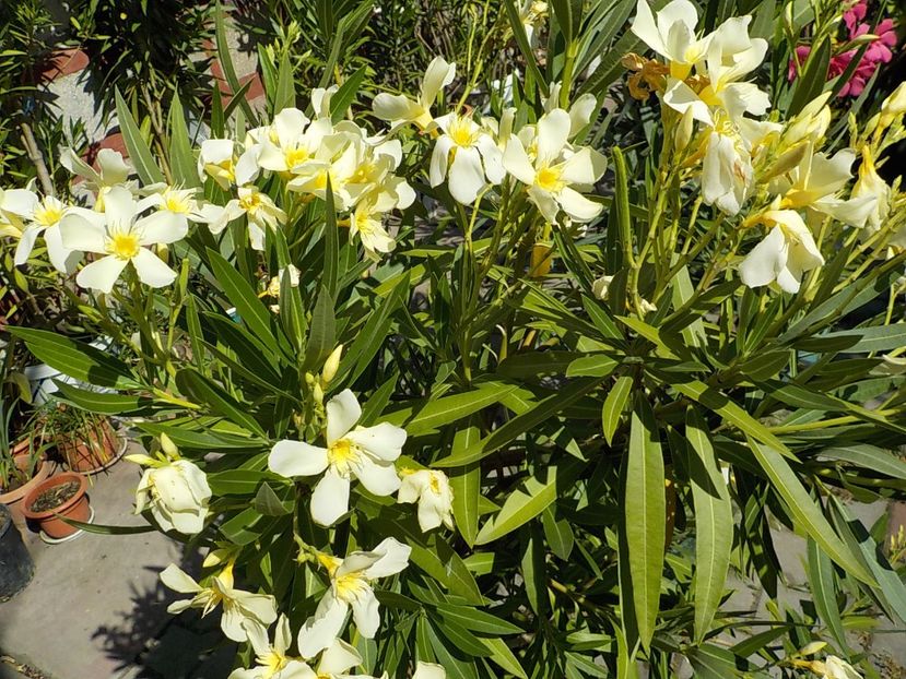  - maria gambeta nr 25