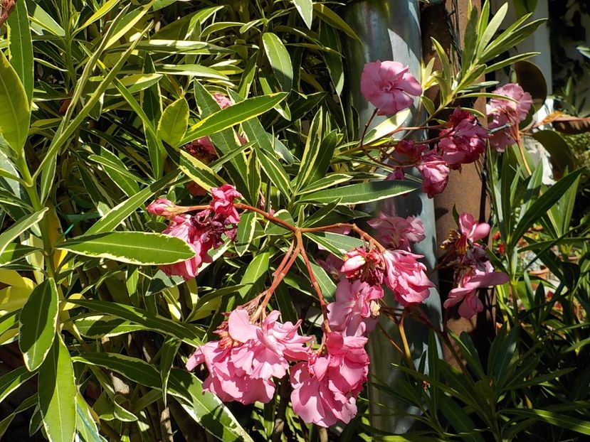  - variegat nr 24