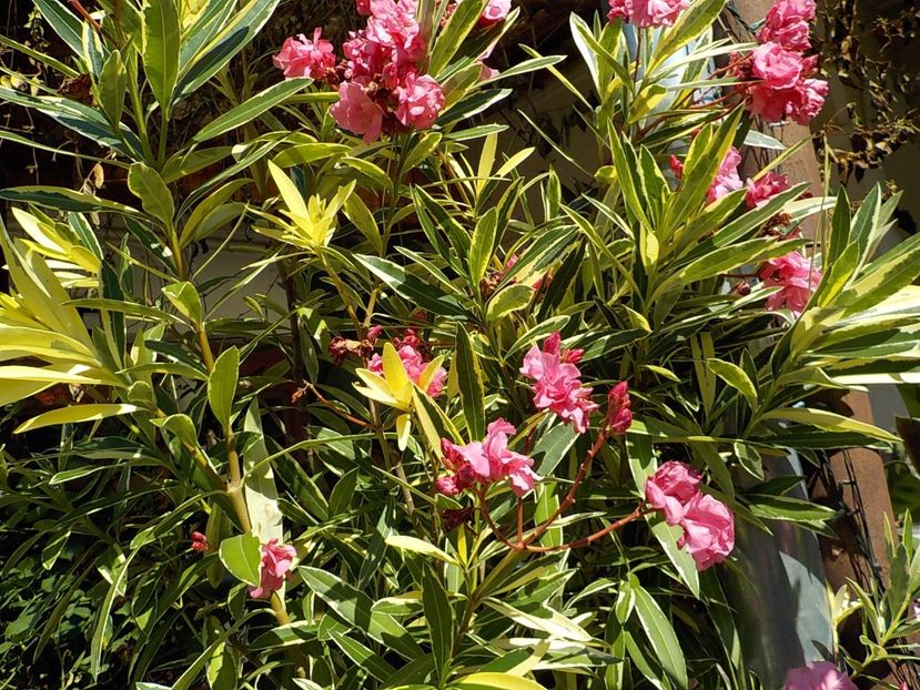  - variegat nr 24