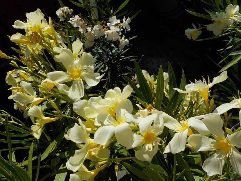  - maria gambeta nr 25