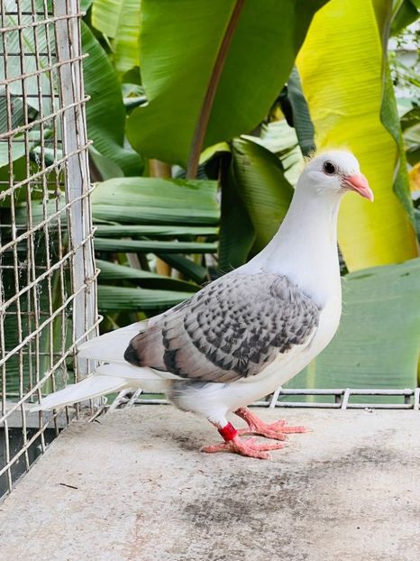  - Nu îmi aparțin 10