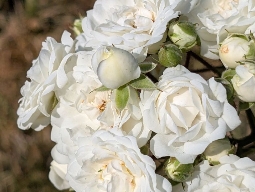 PXL_20250816_085615174 - Alba Meidiland