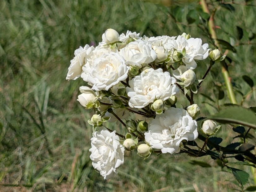 PXL_20250816_085800578 - Alba Meidiland