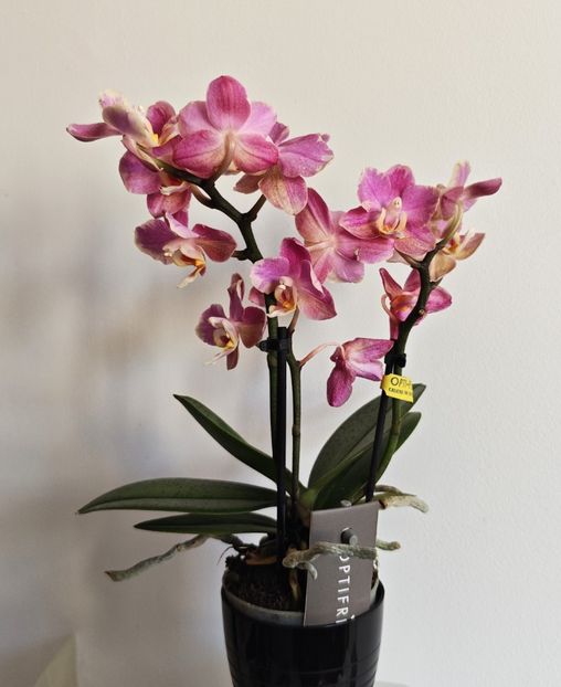  - Mini phalaenopsis