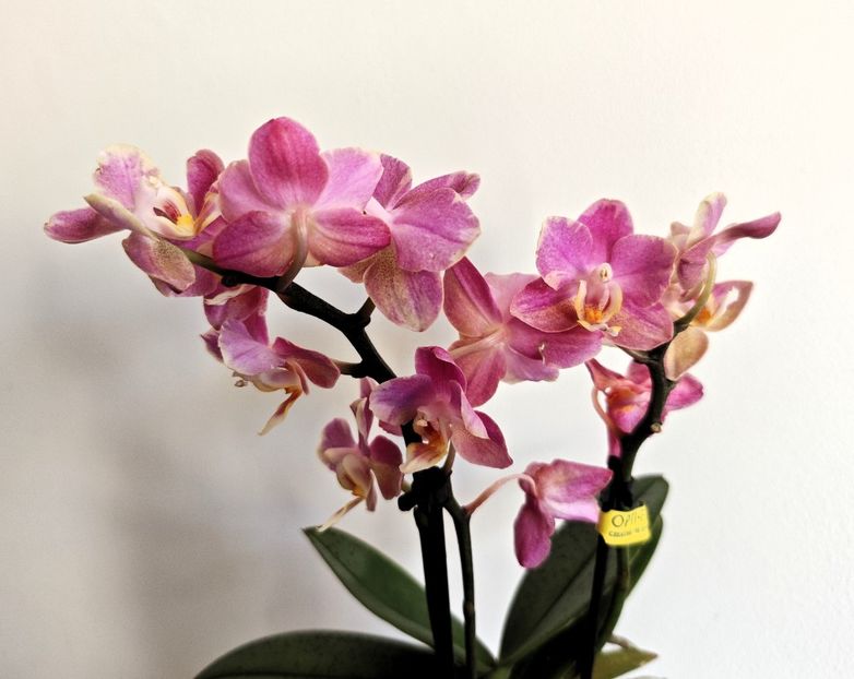 - Mini phalaenopsis