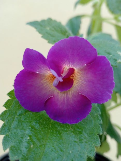  - Aurika s Purple Haze