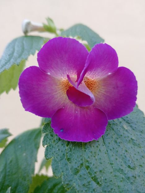  - Aurika s Purple Haze