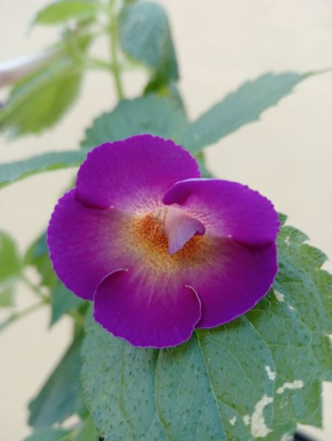  - Aurika s Purple Haze