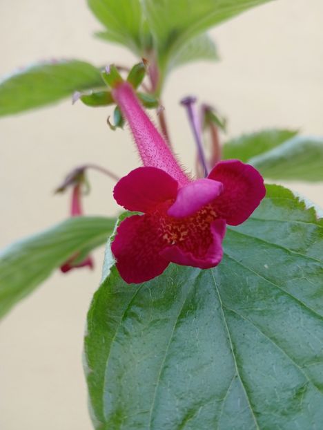 RFs San Blas - - - - 2025