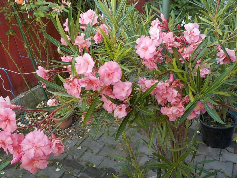  - mrs roeding nr- 53