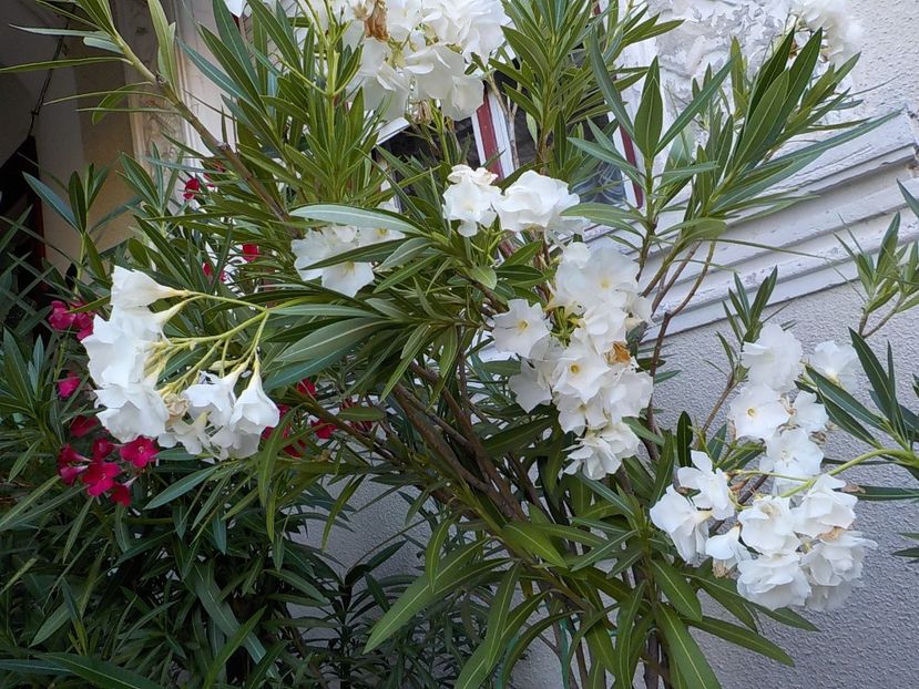  - mont blanc leandru nr 22