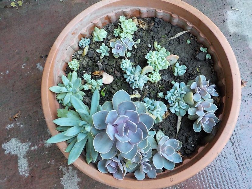  - CACTUSI si SUCULENTE
