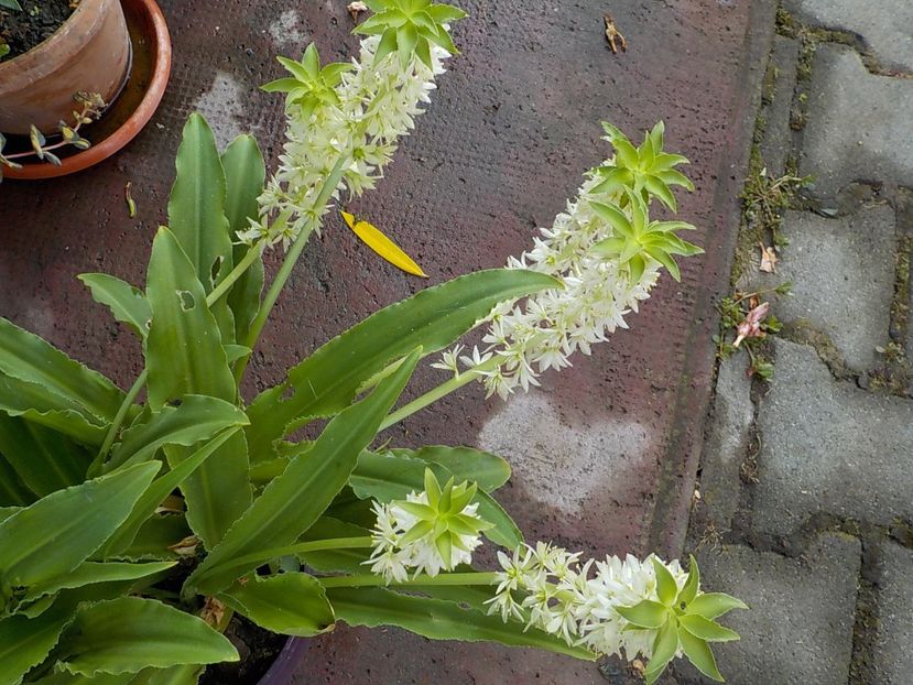  - eucomis