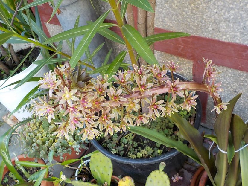  - eucomis